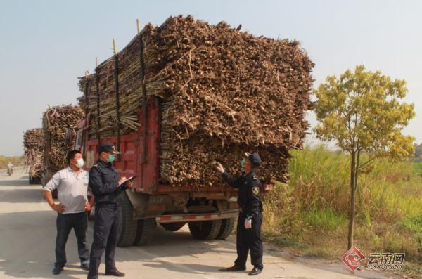 芒市有多少人口_云南 昆明 大理 保山 瑞丽 腾冲双飞6日游 纯玩0购物 腾冲银杏(3)