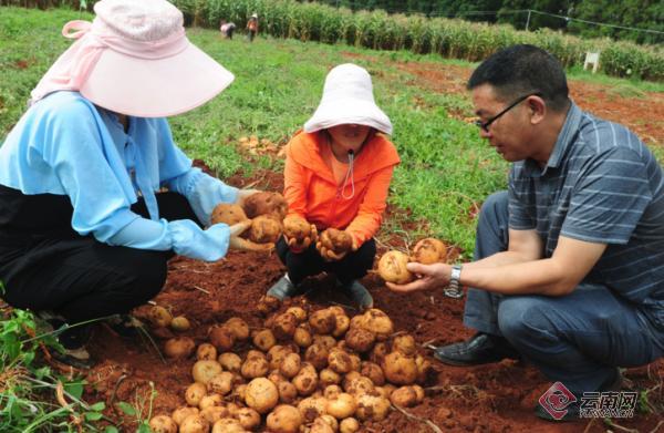 云南宣威：现代农业种业园助力科技转化应用
