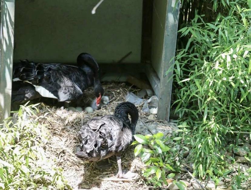 居民和“护鹅队”照顾下，松江这个小区的“网红”黑天鹅首次在夏天迎来宝宝