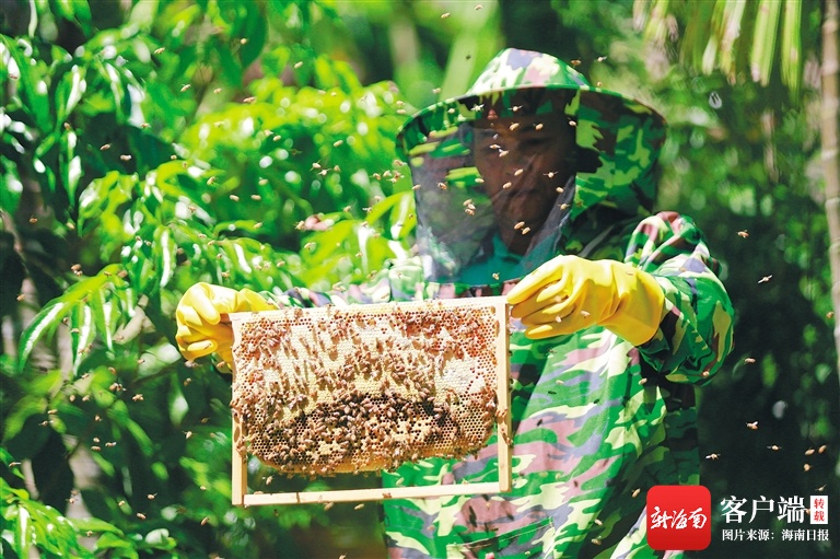 儋州兰洋镇番新村：发展养蜂特色产业增收 带动贫困户脱贫