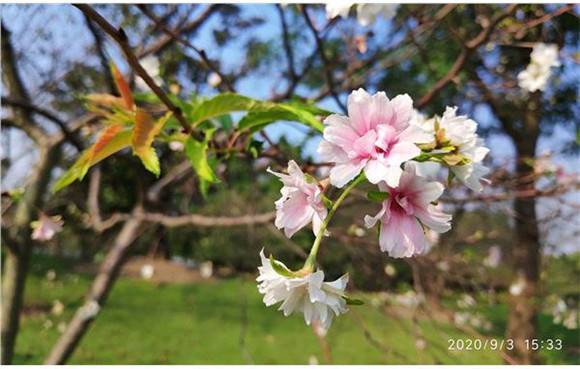 辰山植物园樱花开了！专家：一年开两次，花期略提前