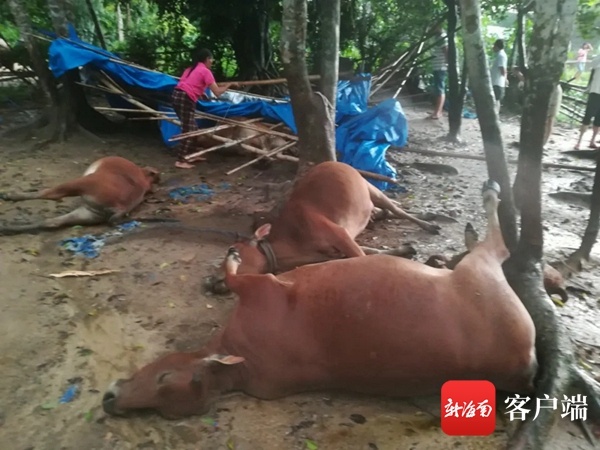 一声巨响！澄迈一农户的7头黄牛被雷劈死 损失惨重