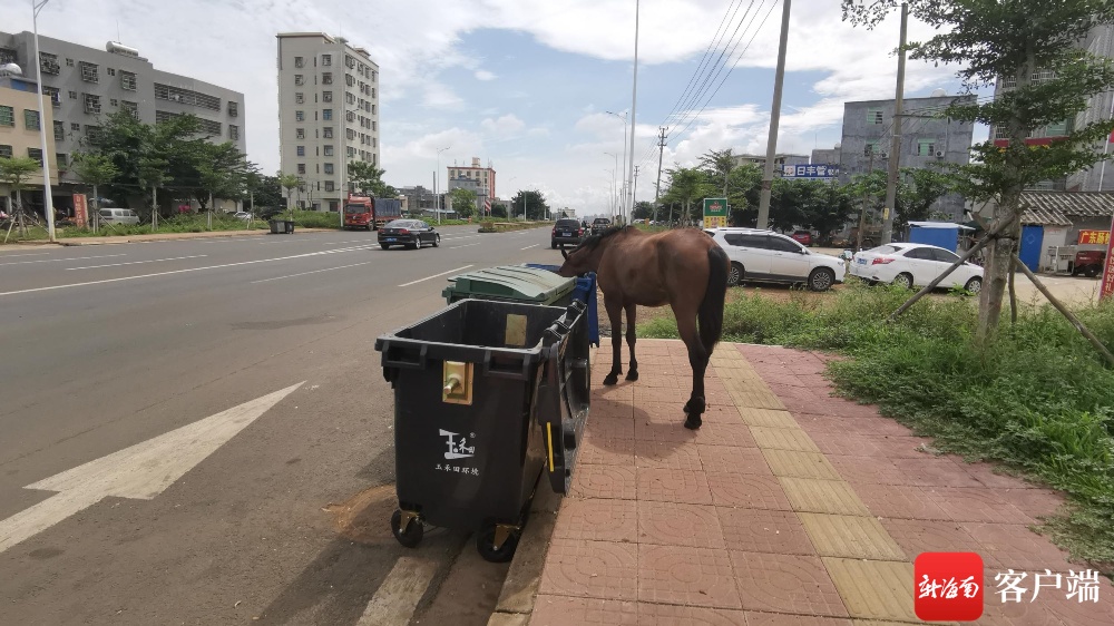 澄迈老城街头有马翻垃圾桶找吃食 周边居民：会横穿马路 担心影响交通安全
