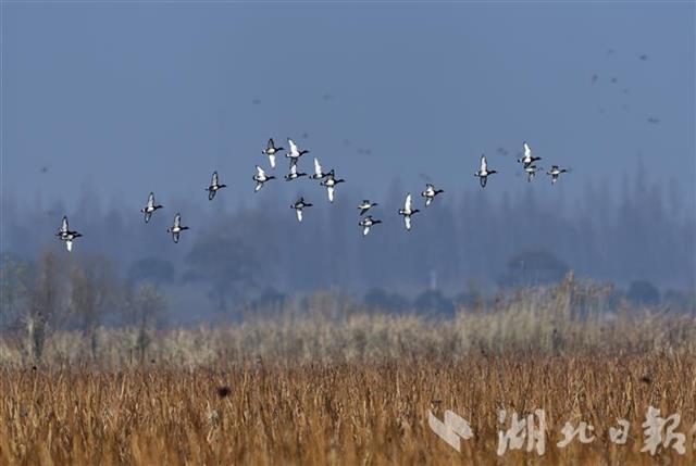越冬水鸟651305只  湖北101个同步调查点“数鸟”结果公布