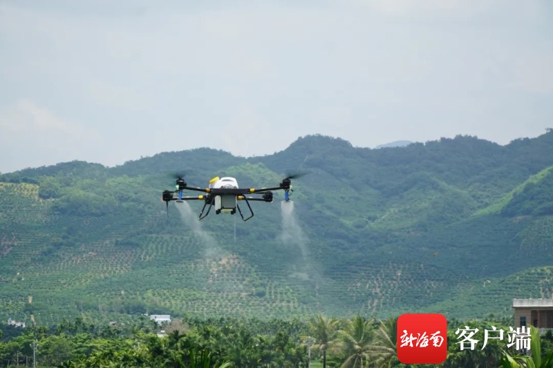 无人机飞防效果明显 三亚170户农户500多亩黄化槟榔转绿了