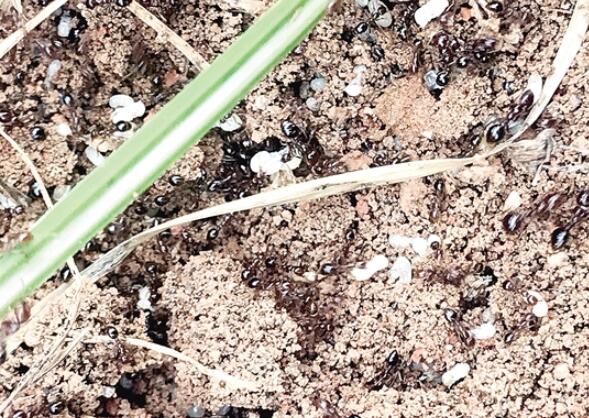 昆明半岛公园现十几窝红火蚁 这种蚂蚁有点凶 被咬后果很严重