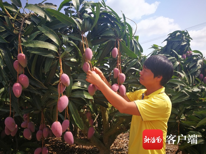 2020中国芒果种植面_2019年中国芒果行业种植面积及分布情况,百色芒果深