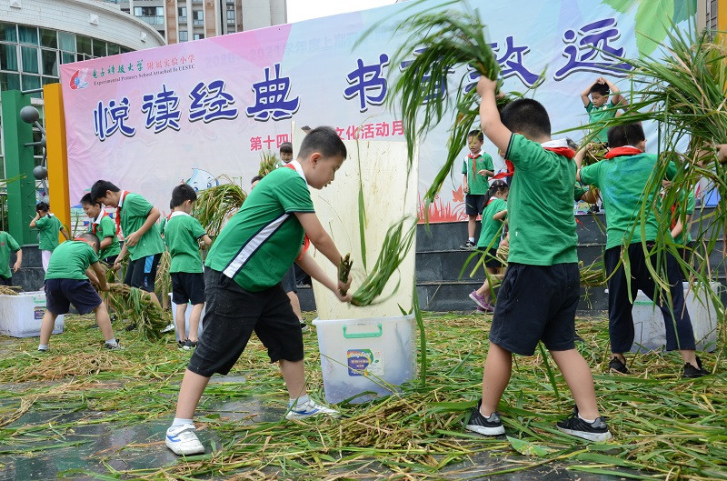 一开学 成都这个学校的小学生就忙着收水稻