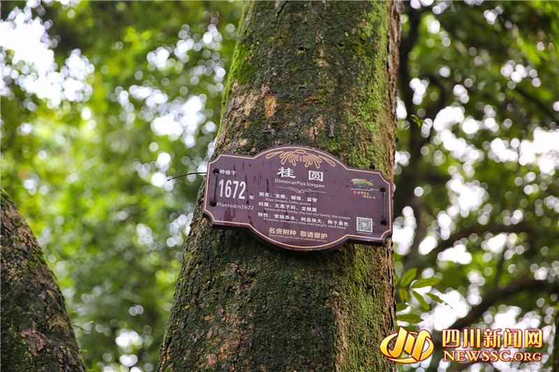 【西部开发新脉动】品尝一颗甜美多汁的百年老树桂圆 展开一幅四川泸州的公园城市画卷