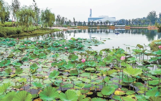 北京大兴区瀛海工业大院变身湿地公园