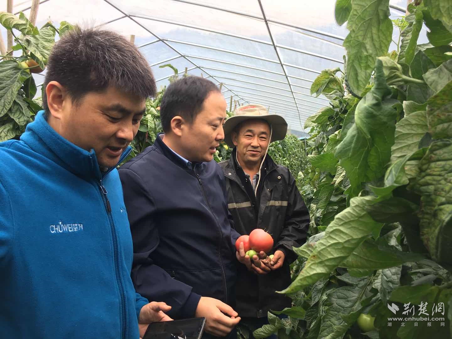 湖北长阳高山蔬菜“楚为系列”番茄亩产达到1.9万斤