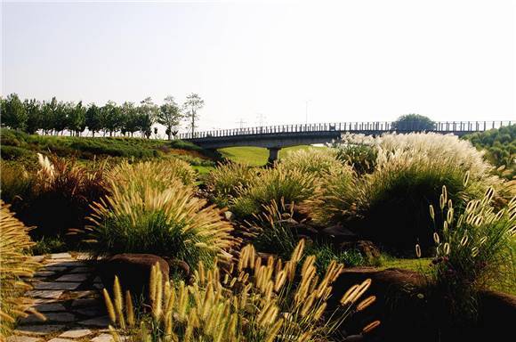 辰山植物园多功能专类“禾草园”建成 迎来首个秋季景观