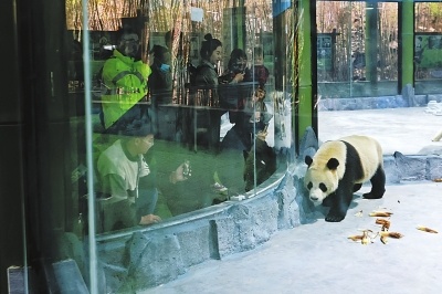 听惯四川话的熊猫哥儿俩，能听懂河南话吗？落户栾川后首次与游客见面