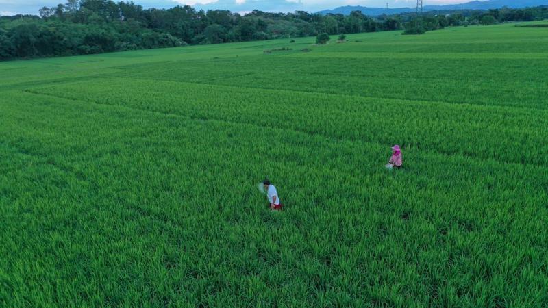 【庆丰收、迎小康】丰收啦！广东早稻生产面积、单产和总产量实现“三增”