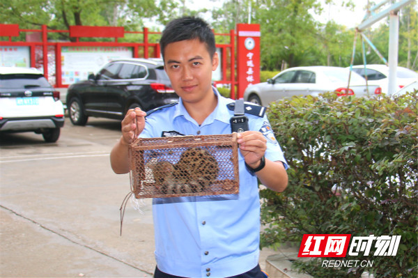 宁远县林业局成功救助一只国家二级保护动物：斑林狸