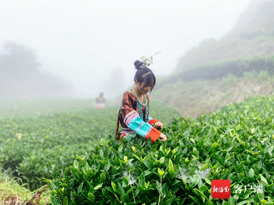 湖南会同县：“委托扶贫”助增收 茶业成脱贫“绿色银行”