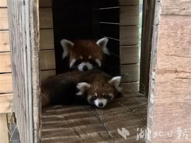武汉动物园小熊猫双胞胎国庆亮相