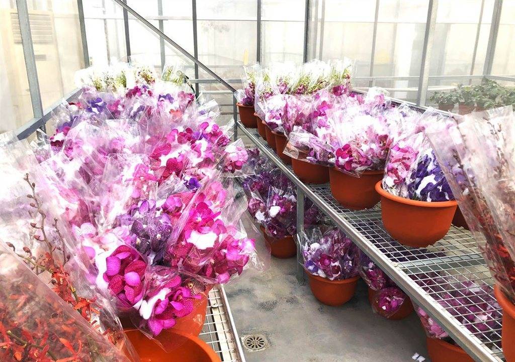 第五届上海国际兰展明天开幕 千余株进口兰花带来异域风情