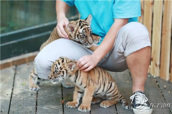 上海动物园超萌小老虎,花衣貘宝长假迎客 发起嗲来萌翻惹