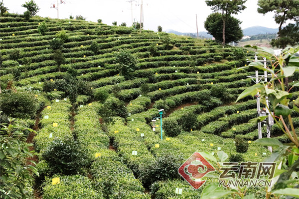 云南双柏:茶香景美乐享"双节"