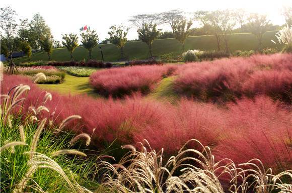 颜值爆表的粉黛乱子草为啥起这名？辰山植物园专家揭示它的浪漫花语