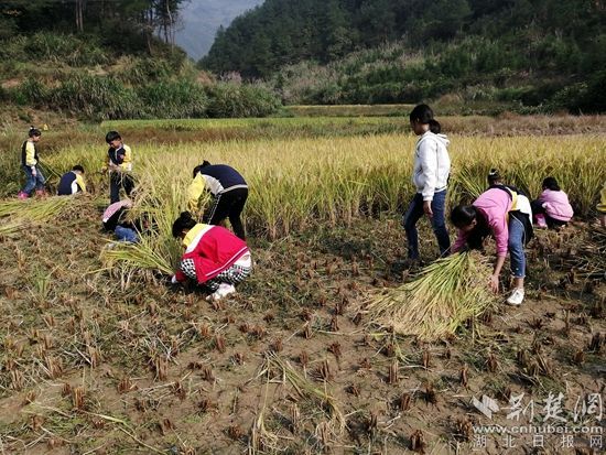 农忙时节阳新学生帮收稻 社会实践贫困帮扶两不误