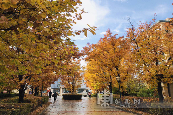 哈尔滨32个公园设置42个最佳“落叶景观区”