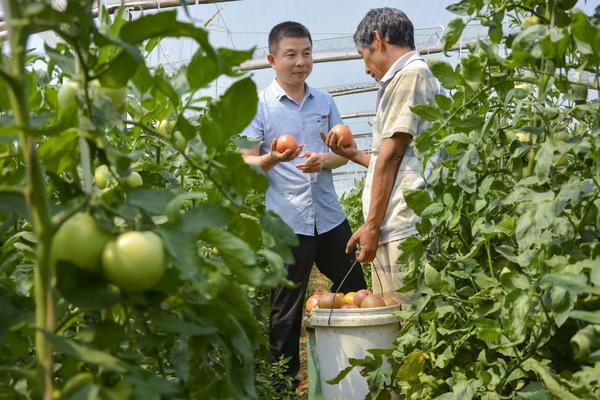 【扶贫豫记】宜阳朱家沟村的扶贫“番茄”是如何红起来的？