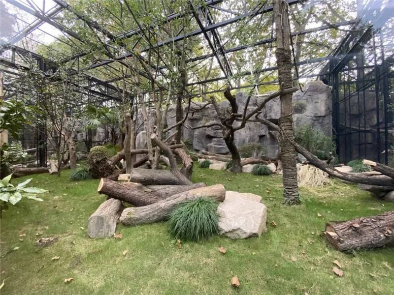 喜迎长臂猿拎包入住 上海动物园新灵长一馆豪华开放