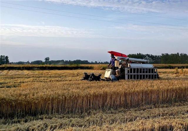 种植过10万亩县市，湖北将建立小麦赤霉病防控示范区