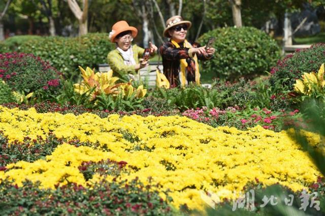 一个月的菊花盛宴！武汉金秋菊展20日开幕 20个展区36场活动