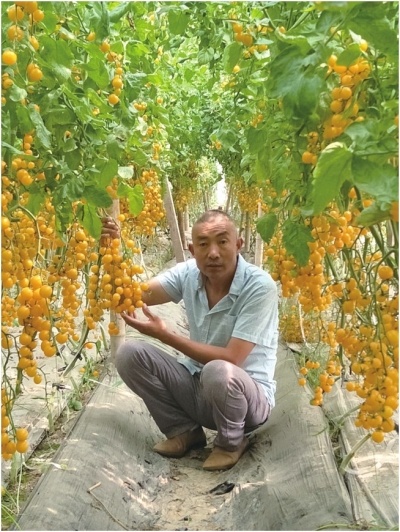 实地探访郑州农博会官渡展区 所有瓜果蔬菜全部绿色种植