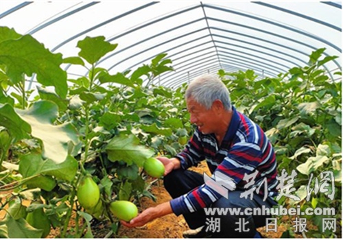 襄州乔庄村蔬菜大棚成村民增收致富“聚宝棚”