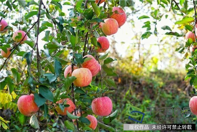 北京昌平的苹果红了，1500万公斤大丰收