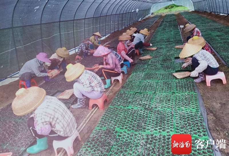 连续降雨天影响冬季瓜菜生产 三亚农技专家来支招
