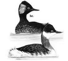 淮南湿地发现“名字最难认的鸟”  这是信阳首次发现黑颈䴙䴘