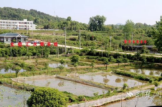 大冶市灵乡镇打造农业高质量发展新模式