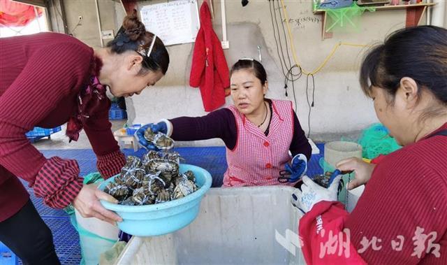 “中国河蟹之乡” 汉川螃蟹丰收