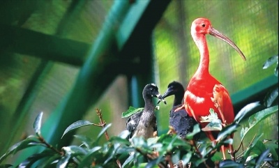 全世界颜色最红的鸟 生下的崽为啥“灰头土脸”的