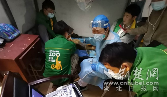 武汉市第一医院超声专家为国宝级“金丝猴奶奶”做彩超