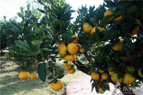 沪郊柑橘10月31日起进市区公园 推介价2元/斤连卖30天