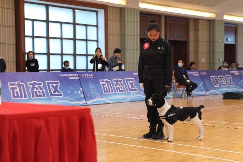 上海海关工作犬年度考核 流浪犬尼克成功保住“公务员”身份