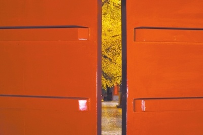 少林寺的千年银杏又到了最美的季节
