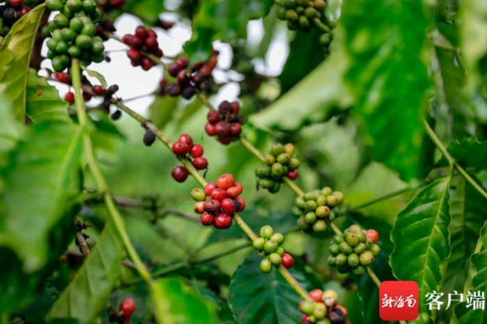 与民共享咖啡红利——海垦大丰咖啡产业集团“造血式”扶贫让咖啡豆变“金豆子”