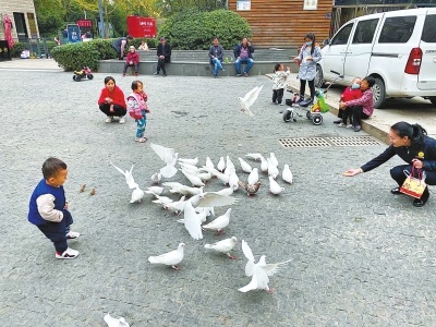 郑州一小区不知从哪飞来的鸽子不走了 每天等上下班居民投喂