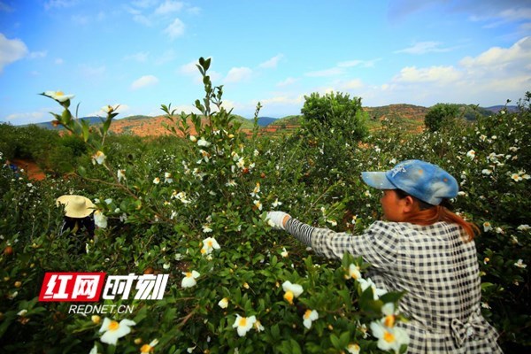宜章县林业局：大力发展油茶产业助力脱贫攻坚