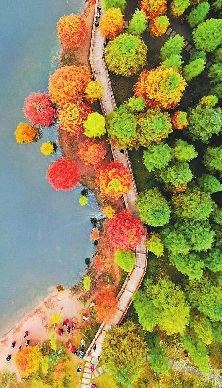 德阳东湖山公园水杉渐红 犹如一幅彩色油画