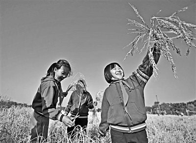 小学生收割水稻变小把式