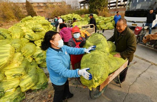 每户200斤！北京海淀这个村把12万斤大白菜免费发给村民