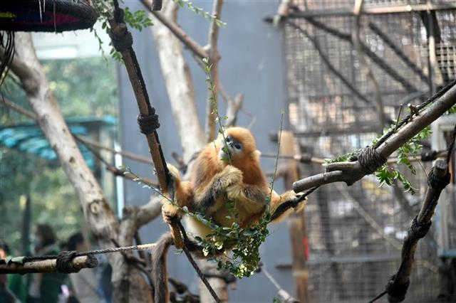 武汉动物园五只小金丝猴与游客见面 叫啥名你来定